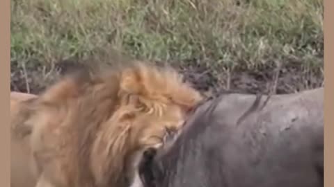 King of the Jungle vs. King of the Pasture- Bull vs. Lion #shorts #animals