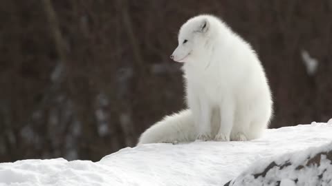 Winter Wildlife - Arctic Foxes and Wolves 🐺🦊 Relaxing Music