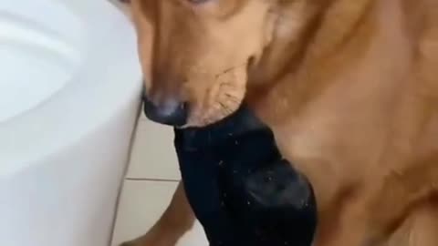 Very funny Dog reaction doing naughtiness to amazing movements