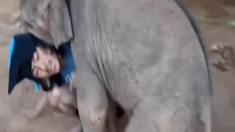 Elephant Funny Video For a man