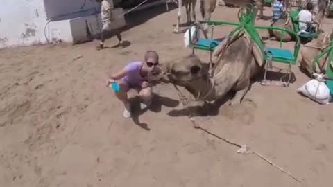 Camel Bites a Woman Taking a Selfie