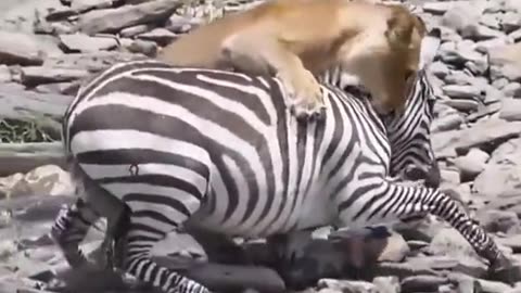 Lion attack on Zebra wildlife video