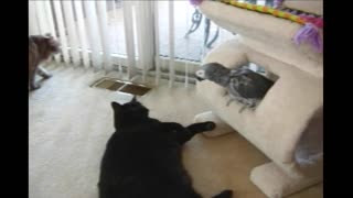 Grey Parrot Sternly Tells Playful Cat To Stop It