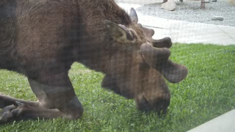Lawn Mower Moose