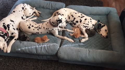 Dalmatian pup entertains playful foster kitten