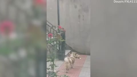 unbelievable, dog takes bread to hungry kitten, exciting!!