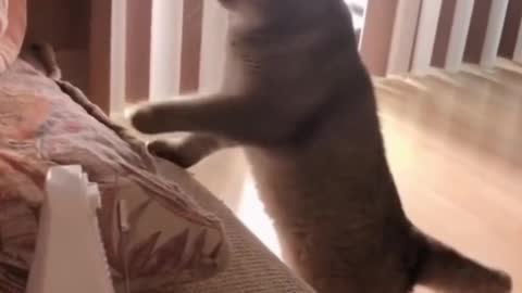 Cat Getting Scared By Tic-Tac - TikTok Cats (#Funny #Animals #426)