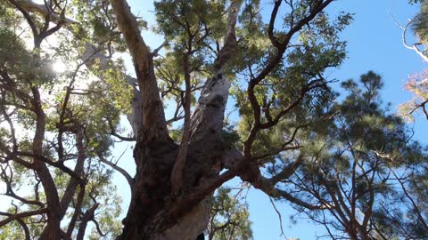 Sounds of wildlife on the Jeeriji trail