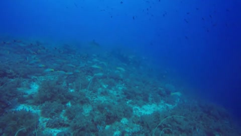 Tubbataha Reefs Natural Park, Palawan,