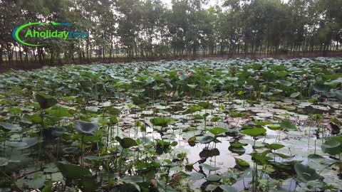 The historical lotus of Bengal l বাংলার ঐতিহাসিক পদ্মফুল