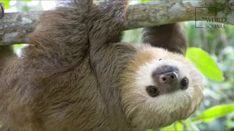 Interesting facts about pale throated sloth by weird square