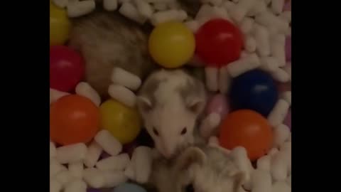 2 Ferrets Ishaks in Time Colored Balls