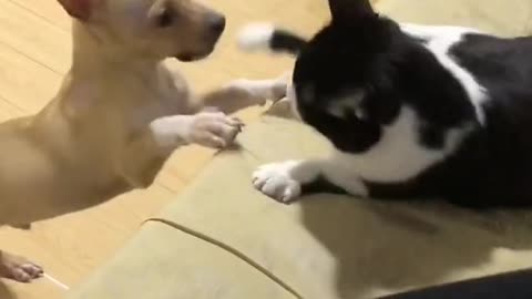 Lovely and Funny Cat vs Dog Videos Funny animals , love animals