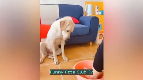 Funny Animal Videos 🤣 Funniest Cats and Dogs Videos 2024 😅