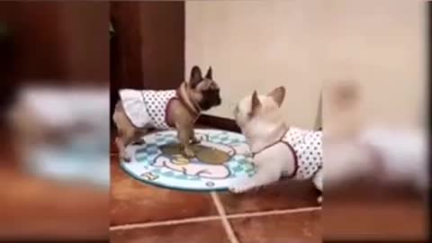 CUTE Puppies AND FUNNY DOG VIDEOS COMPILATION