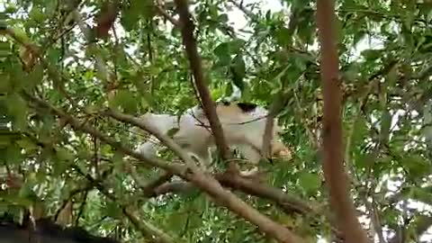 A CAT IN THE TREE - VIET NAM 21 MAR 2022