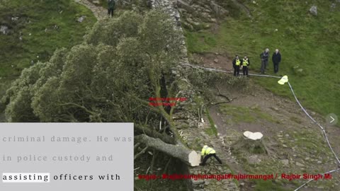 16-year-old boy arrested in England over the ‘deliberate’ felling of a famous tree at Hadrian’s Wall