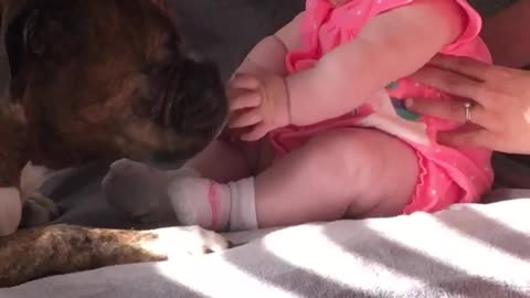 Beautiful Baby and Boxer and Best Buds