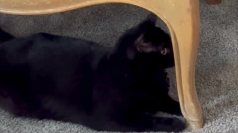 Adopting a Cat from a Shelter Vlog - Cute Precious Piper Sits Under Her Throne #shorts