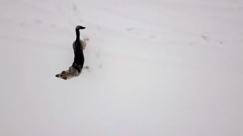 Dog barking and running throw the flying drone, snowy winter