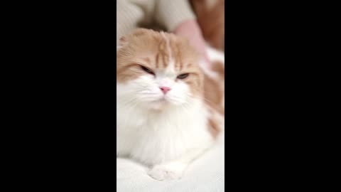 The Cutest Kitten Video 01 | #shorts