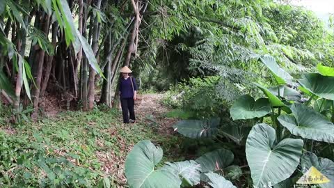 Cut and spring bamboo shoot cook tasty