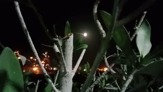 A wonderful view of the moon through the leaves of the tree