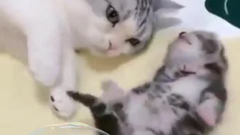 #the_loveliest_animals cute cat and baby, mom loves,cat love cat video