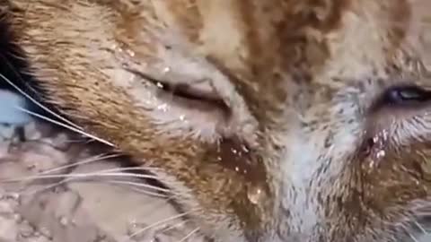 This cat cry every time you eat meat mud