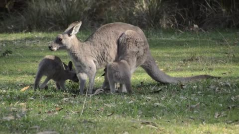 Twin kangaroos