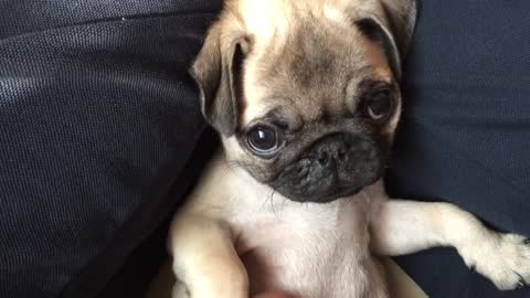 Ferociously Cute Pug Puppy