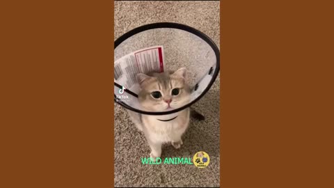 Funny Videos About Dogs and Cats Cute Moments Of Dogs And Cats