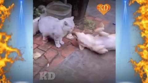Cat 😺 And Dog 🐕 funny videos