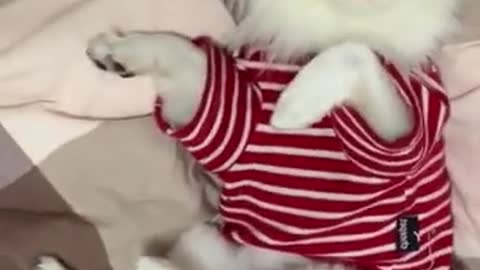 Watch the sweetest videos of cats and dogs