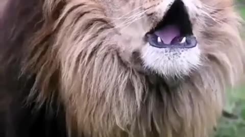 Amazing lion sound