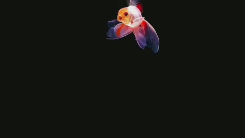 Beautiful Fish Videos