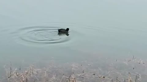 Ducks' leisurely swim in the lake.