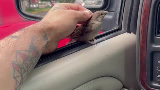 Bird Checks In On Driver