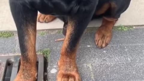 Puppy to Adult Rottweiler