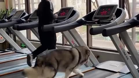 Dog start gym
