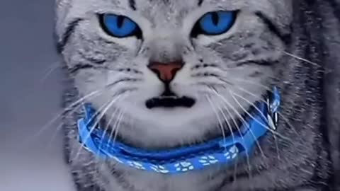 Wow amazing so beautiful cat