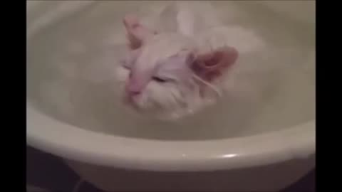 Kitten refuses to leave a warm bath.