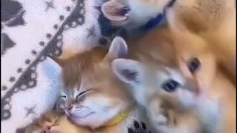 Cute and Funny Pets Moments