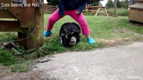 Funny Different Animals Chasing and Scaring People