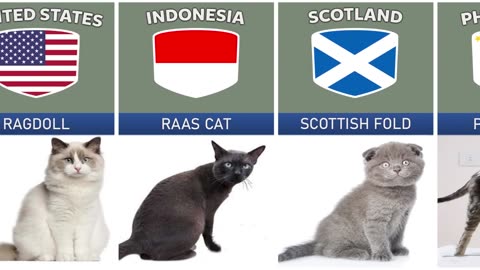Cats Breeds From Different Countries.😍❤️❤️❤️❤️
