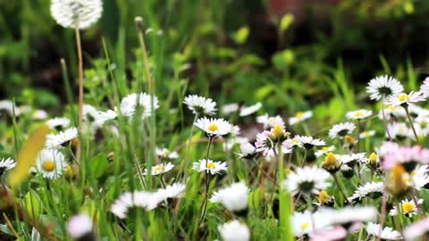 In this video you can see various type of flower...