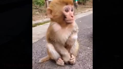Monkey Comedy Video