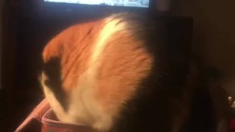 Cat Climbs In A Box And Falls Off The Couch
