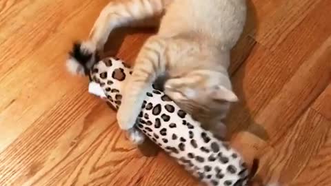 Cat Holding and Playing with her Toy