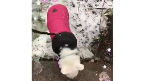 Puppy in Boots